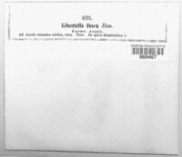Libertella fusca image